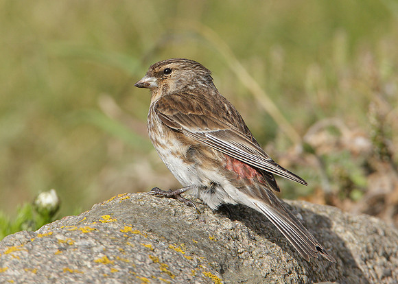 Twite Carduelis flavirostris