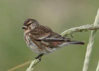 Twite Carduelis flavirostris