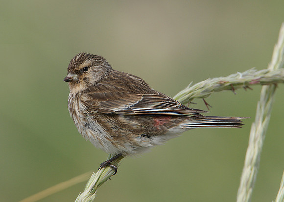 Twite Carduelis flavirostris