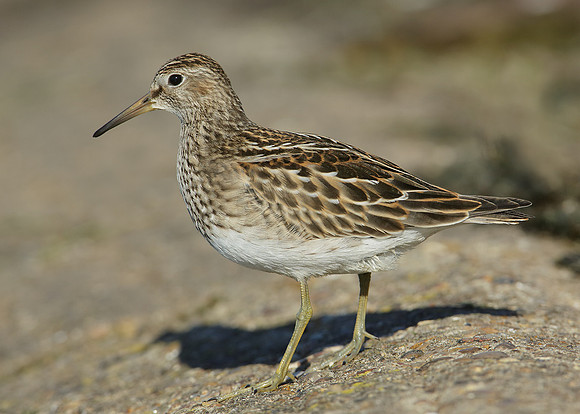 Pectoral Sandpiper Calidris melanotos