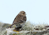 Twite Carduelis flavirostris