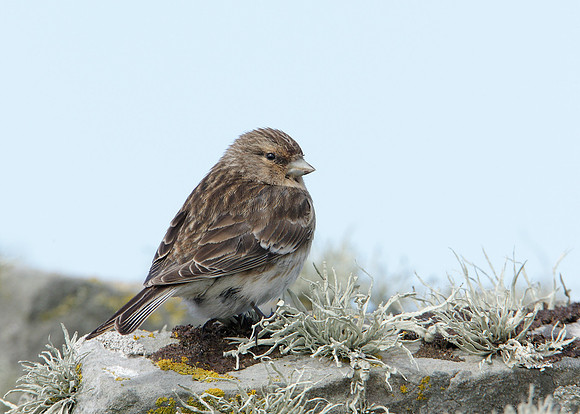 Twite Carduelis flavirostris