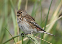 Twite Carduelis flavirostris
