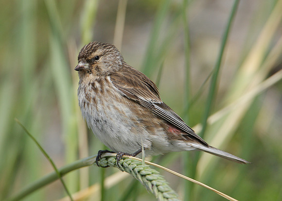 Twite Carduelis flavirostris