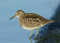 Pectoral Sandpiper Calidris melanotos
