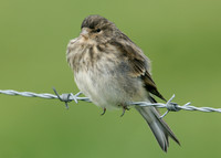 Twite Carduelis flavirostris