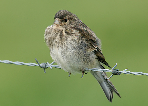 Twite Carduelis flavirostris