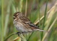 Twite Carduelis flavirostris