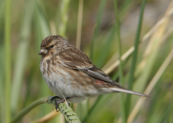 Twite Carduelis flavirostris