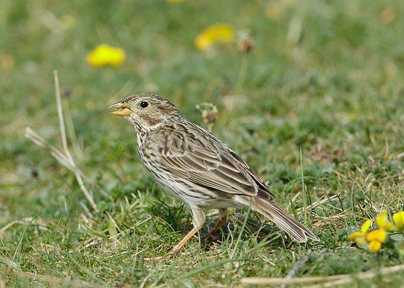 Corn Bunting Miliaria calandra