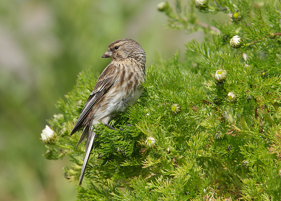 Twite Carduelis flavirostris