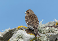 Twite Carduelis flavirostris