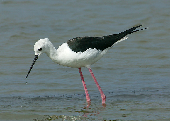 Black-winged Stilt Himantopus himantopus