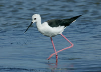 Black-winged Stilt Titchwell