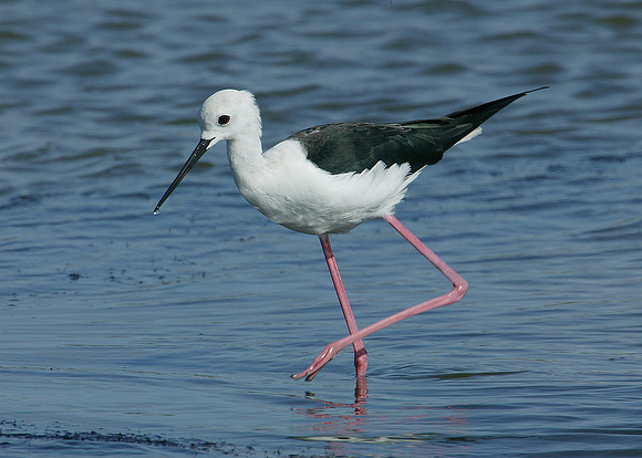 Black-winged Stilt Himantopus himantopus