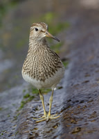 Pectoral Sandpiper Toft, Lincs Sept 2012