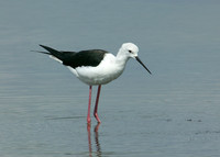 Black-winged Stilt Himantopus himantopus