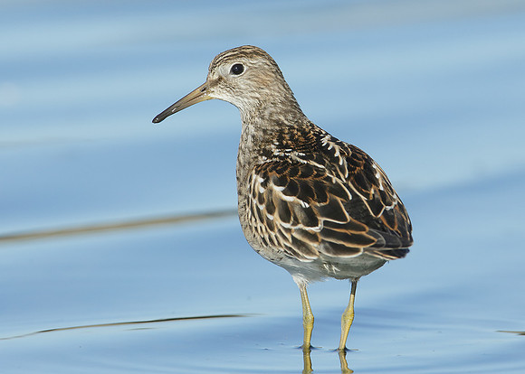 Pectoral Sandpiper Calidris melanotos