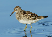 Pectoral Sandpiper Calidris melanotos