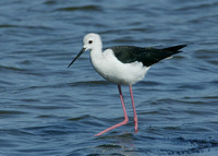 Black-winged Stilt Himantopus himantopus