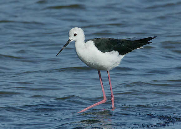 Black-winged Stilt Himantopus himantopus