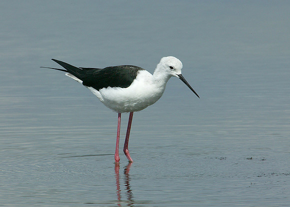 Black-winged Stilt Himantopus himantopus