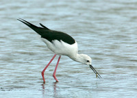 Black-winged Stilt Himantopus himantopus
