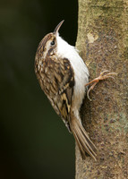 Treecreeper Certhia familiaris