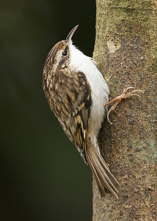 Treecreeper Certhia familiaris