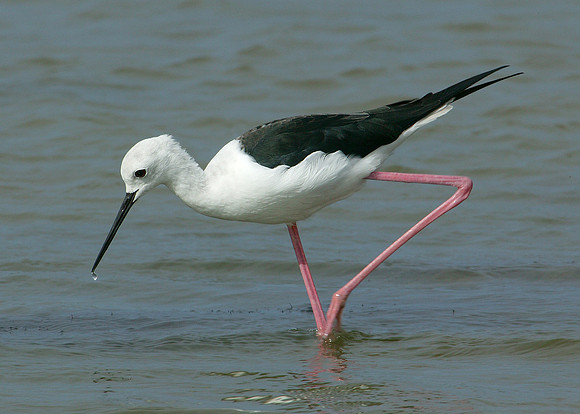 Black-winged Stilt Himantopus himantopus