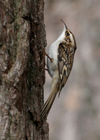 Treecreeper Certhia familiaris