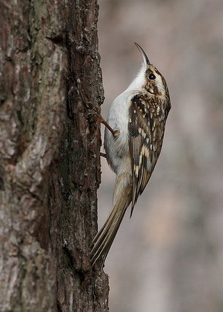 Treecreeper Certhia familiaris