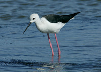 Black-winged Stilt Himantopus himantopus