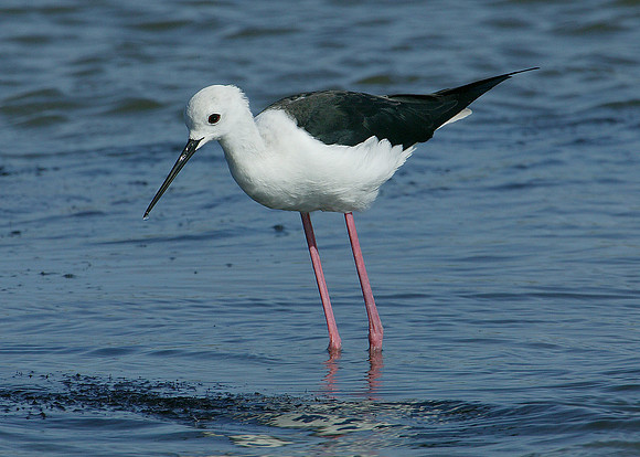 Black-winged Stilt Himantopus himantopus