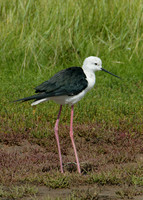 Black-winged Stilt Himantopus himantopus