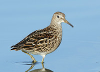 Pectoral Sandpiper Calidris melanotos