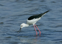 Black-winged Stilt Himantopus himantopus
