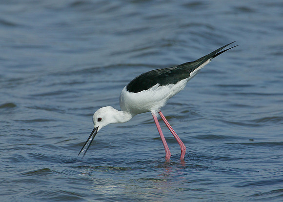Black-winged Stilt Himantopus himantopus