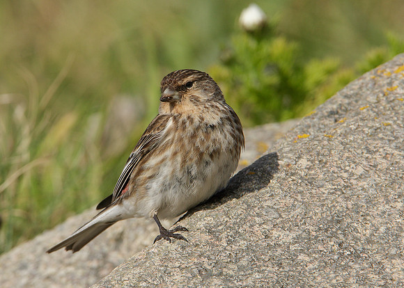 Twite Carduelis flavirostris