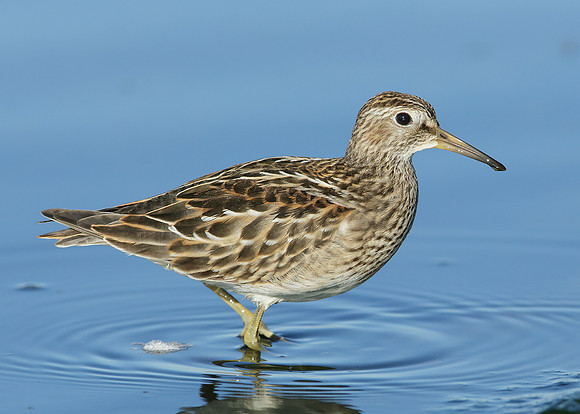 Pectoral Sandpiper Calidris melanotos