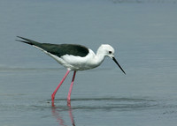 Black-winged Stilt Himantopus himantopus