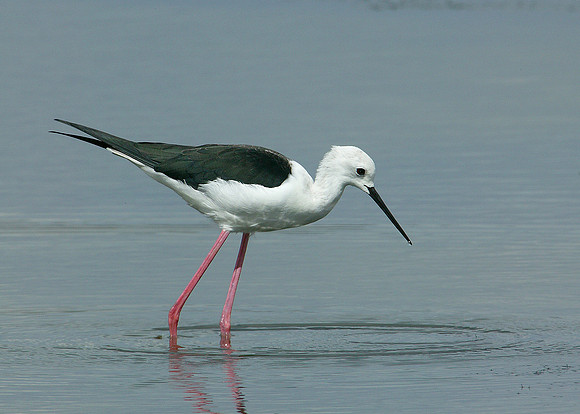 Black-winged Stilt Himantopus himantopus