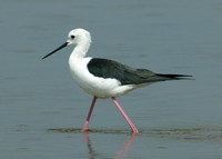 Black-winged Stilt Himantopus himantopus