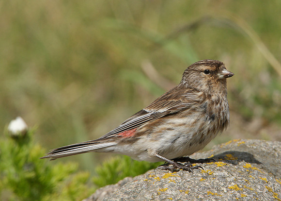 Twite Carduelis flavirostris