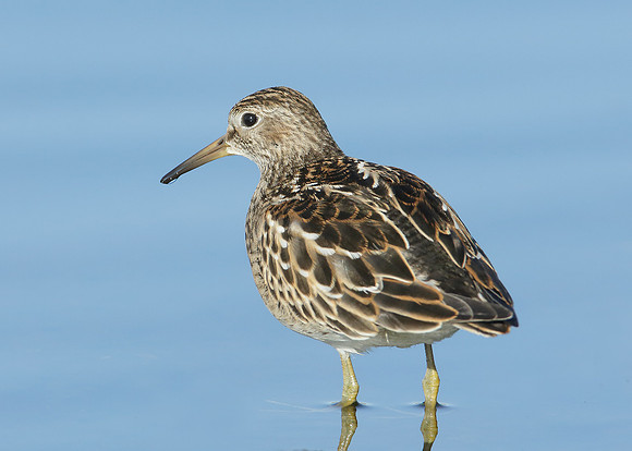 Pectoral Sandpiper Calidris melanotos