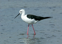 Black-winged Stilt Himantopus himantopus