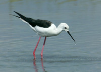 Black-winged Stilt Himantopus himantopus