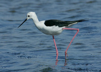 Black-winged Stilt Himantopus himantopus
