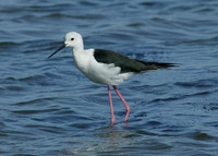 Black-winged Stilt Himantopus himantopus