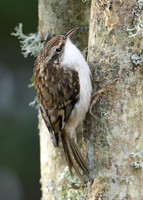 Treecreeper Certhia familiaris